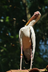Stork