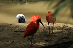 Sharing the waterhole