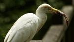 Bird of prey