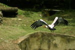 In Flight 2