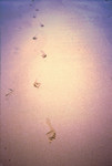 footprint