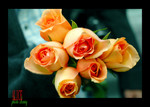 alice041205402