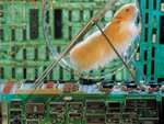 hamster - circuit board