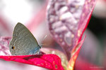 尖角灰蝶