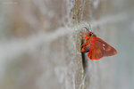 橙翅傘弄蝶 Bibasis jaina