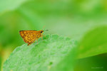鉤形黃斑弄蝶