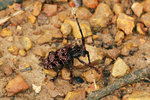 瘤胸簇天牛 Aristobia histpida