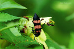 橫紋芫菁 Mylabris cichorii