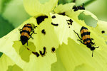 橫紋芫菁 Mylabris cichorii