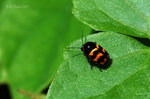 三帶筒金花蟲 Cryptocephalus trifasciatus