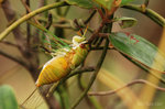 薄翅蟬 Chremistica ochracjea