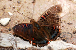 紅斑翠蛺蝶