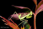 DSC_6196t