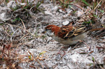 Russet Sparrow (Passer rutilans)山麻雀