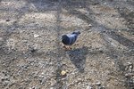 IMG_6601