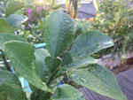 DSCF1680