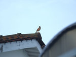 DSCF1681