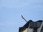 DSCF1682