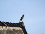 DSCF1683