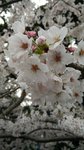 IMG_20150401_154622