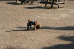 IMG_6054