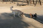 IMG_6078