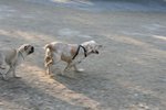 IMG_6114