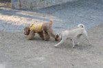IMG_6115