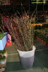 IMG_1899