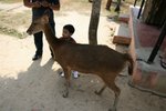 IMG_9250