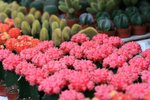 IMG_0627