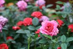 IMG_0632