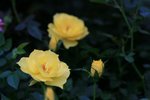 IMG_0633