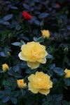 IMG_0634