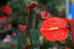 IMG_0642