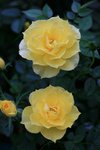 IMG_0651