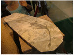 DSCF7634