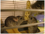 DSCF5374