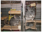 DSCF6271