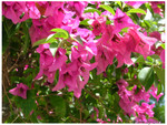 DSCF2053