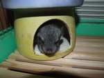 DSCF3917