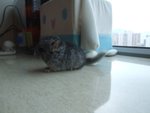 DSCF3934