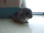 DSCF3943