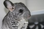 IMG_0056