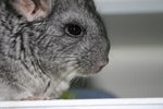 IMG_0063