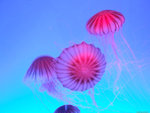 DSCF1942