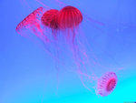 DSCF1947