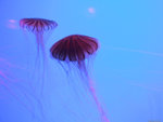 DSCF1953