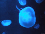 DSCF1964