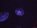 DSCF1971